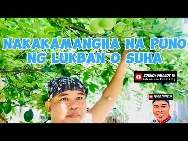 NAKAKAMANGHA NA PUNO  NG LUKBAN O SUHA SA APLAYANG KAY GANDA @boknoypalaboytv  #travel #food