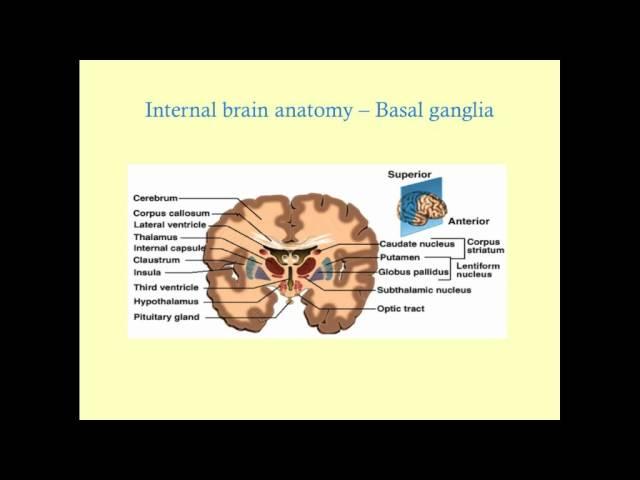 Essentials of Neuroanatomy - CRASH! Medical Review Series