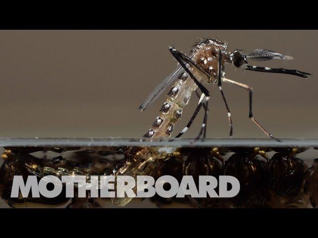 Meet the Scientists Hunting Zika-Carrying Mosquitoes