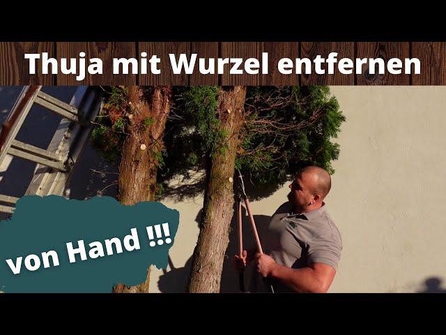 Thuja entfernen mit Wurzel , alles von Hand