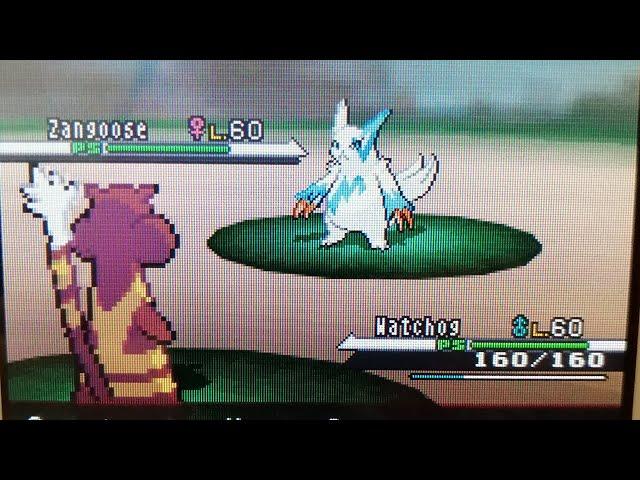 LIVE Shiny Zangoose After 18326 Re's !!