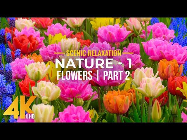 4K Blooming Flowers with Relaxing Piano Melodies & Nature Sounds - NATURE - Season 1; Part 2