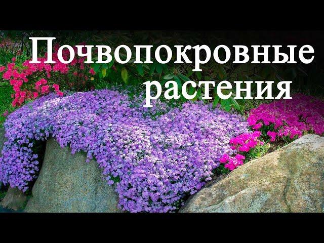 Самые неприхотливые почвопокровные растения