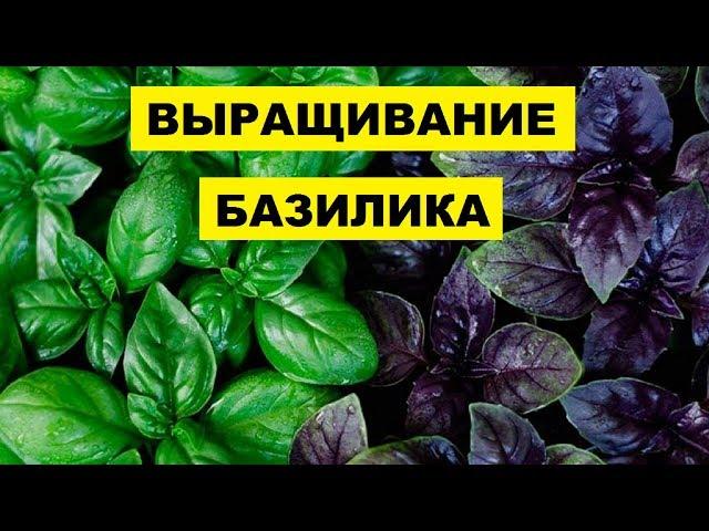 Выращивание Базилика в открытом грунте как бизнес идея