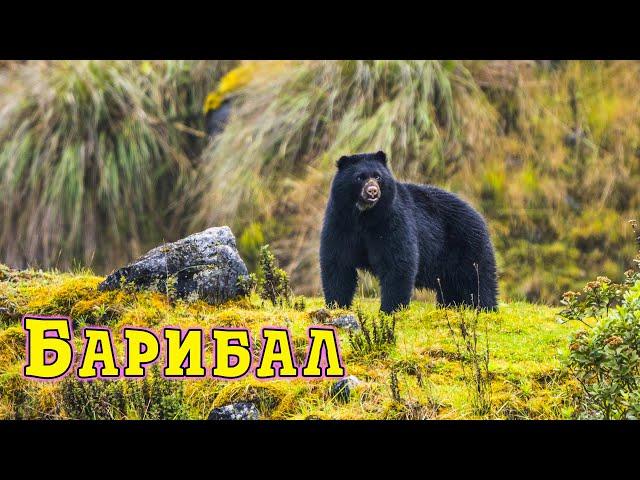 Барибал в дикой природе. Где обитает и как выживает.