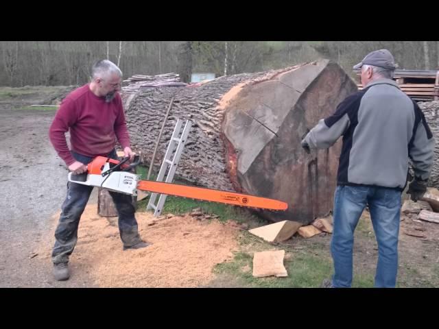 Stihl ms 880 150cm vs big oak log