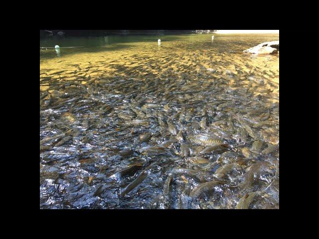 Fish...   Many Fishhsss...  Mai tengok ikan....banyak tok....| Data Toontoon 40