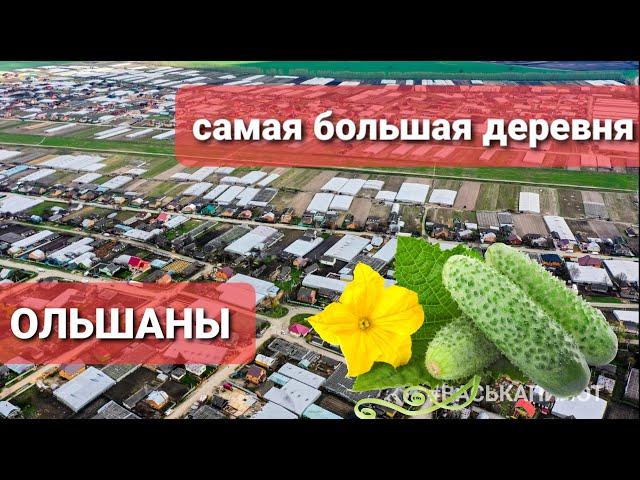 Самая богатая и трудолюбивая "деревня" Беларуси - Ольшаны. Огуречная столица ! #ОЛЬШАНЫ #ВАСЬКАПИЛОТ