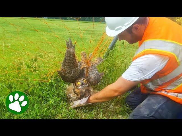 Beautiful Owl Stuck in Soccer Net