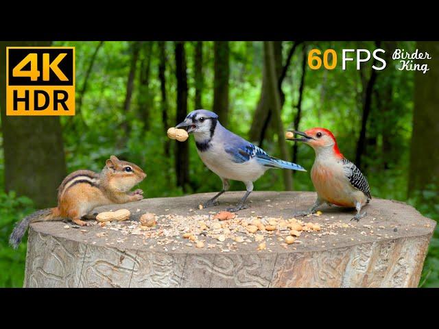 Cat TV for Cats to Watch  Endless Chipmunks, Birds, Squirrels  Cat Games 4K HDR 60FPS