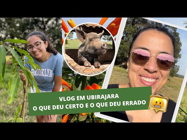 Começando uma chácara do zero | O que deu certo e o que deu errado | Vlog em Ubirajara