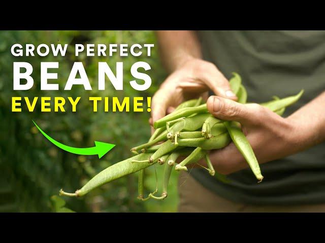 Grow Perfect Beans Every Time