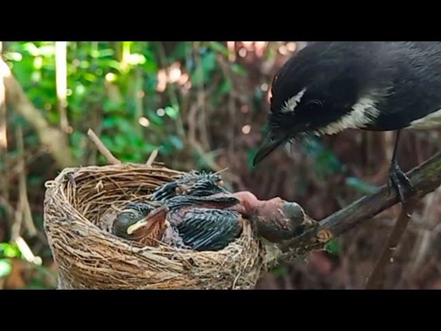 Baby bird almost died when it was given food | 4 days