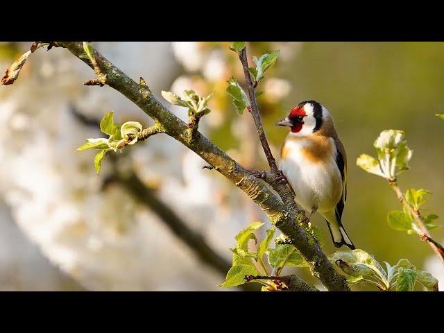 30 минут пения щегла для обучение птенцов. cardellino chì canta #goldfinch #щегол