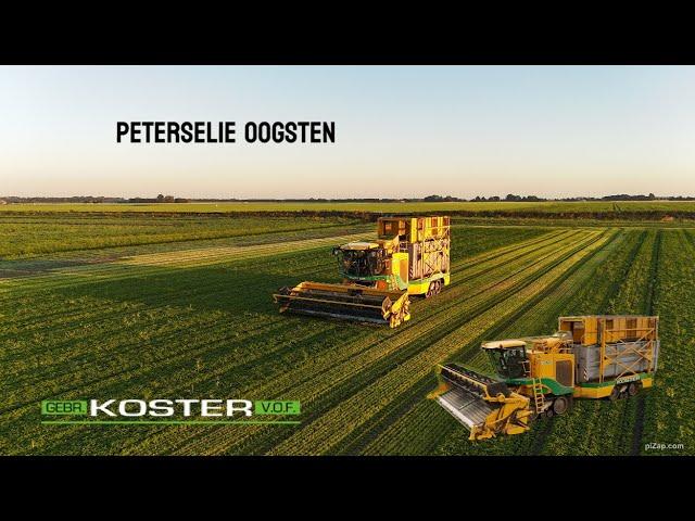 peterselie oogsten ploeger Gebroeders Koster Biddinghuizen in oost Groningen farmers 4k