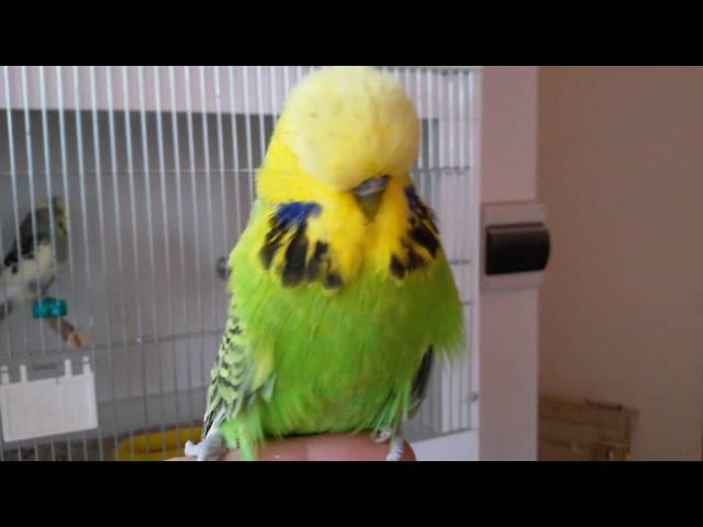 выставочные волнистые попугайчики. budgerigars.