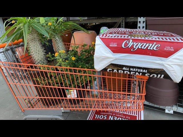 Buying Organic Garden Soil and Madagascar Palm  🪴