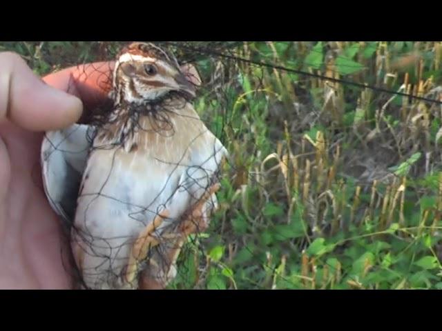 Catching young quail (bedan)