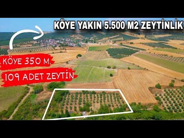 1894- FİYAT DÜŞTÜ...GÖNEN'E 15 DK KÖYE 350 METRE MESAFEDE 5.500 M² ZEYTİNLİK