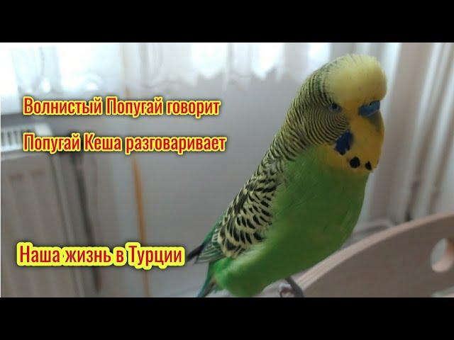 Волнистый Попугай Кеша говорит ️ Попугайчик разговаривает ️Мой домашний питомец️Турция