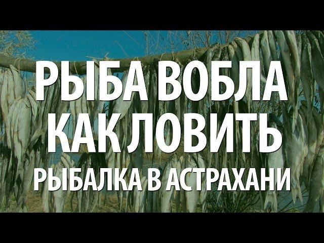 РЫБАЛКА В АСТРАХАНИ - РЫБА ВОБЛА НА ФИДЕР