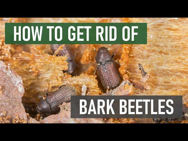 How to Get Rid of Bark Beetles (4 Easy Steps)