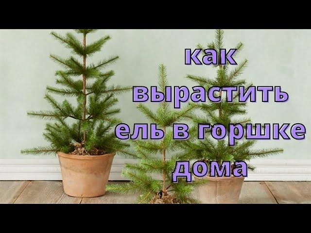 Как вырастить ель в горшке дома.