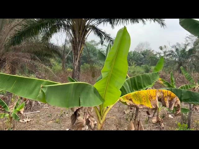  La Culture du Plantain : VISITE DU CHAMP AGRICOLE AU CAMEROUN  3ème Partie 