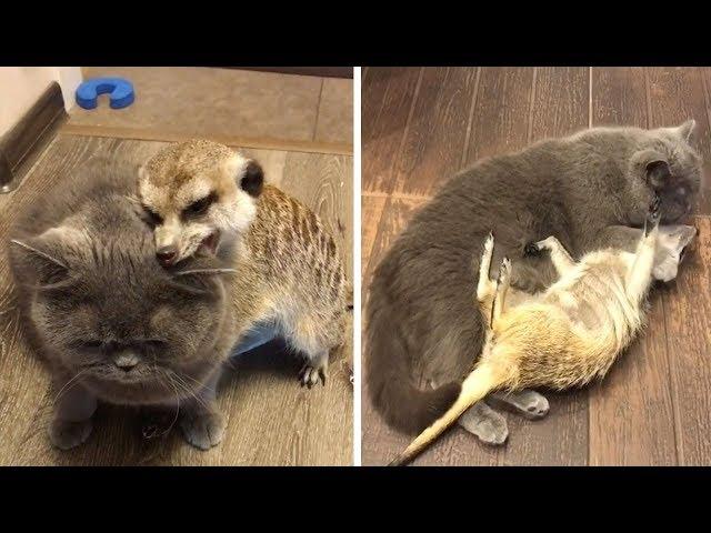 Meerkat And Cat Become Best Friends