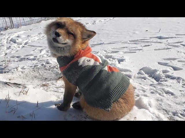 Finnegan Fox in his Christmas sweater 