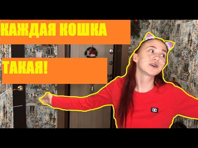 КАЖДАЯ КОШКА ТАКАЯ!