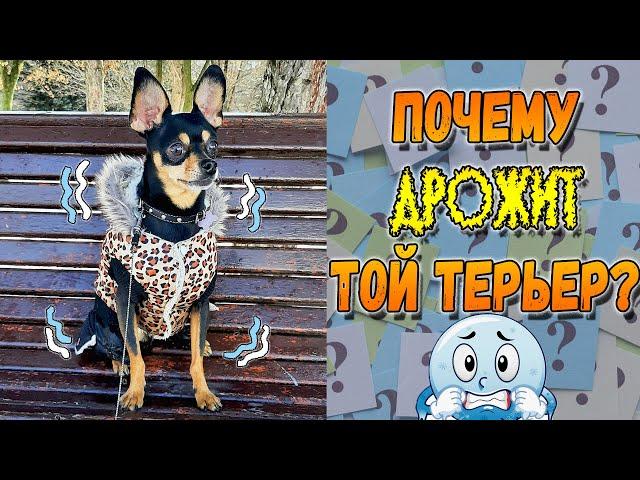 Почему трясется той терьер  или о чем говорит дрожь собаки