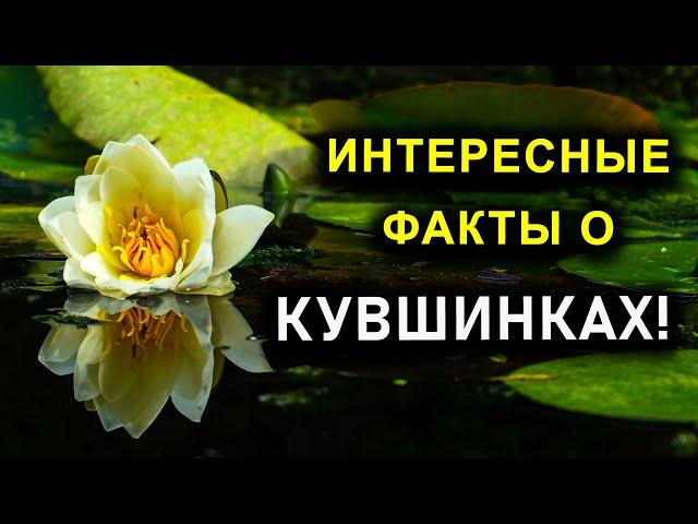 ИНТЕРЕСНЫЕ ФАКТЫ О КУВШИНКАХ!