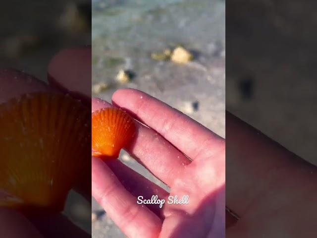 Shelling Florida’s Honeymoon Beach Pt.4