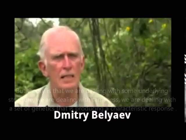 Belyaev's farm fox experiment