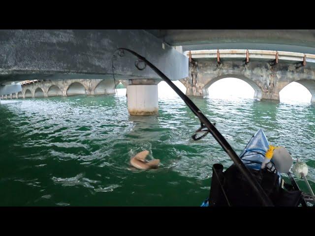 Florida Keys Under Bridge Fish Whacking