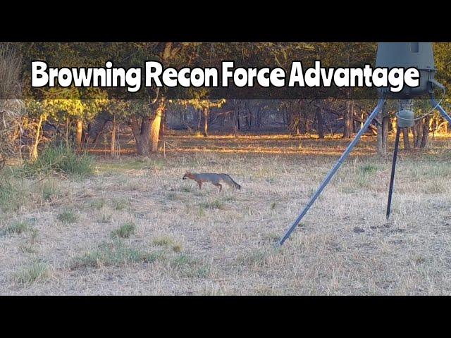 Deer Feeder Cam #1: Browning Recon Force Advantage Trail Camera Nov. 15, 2024