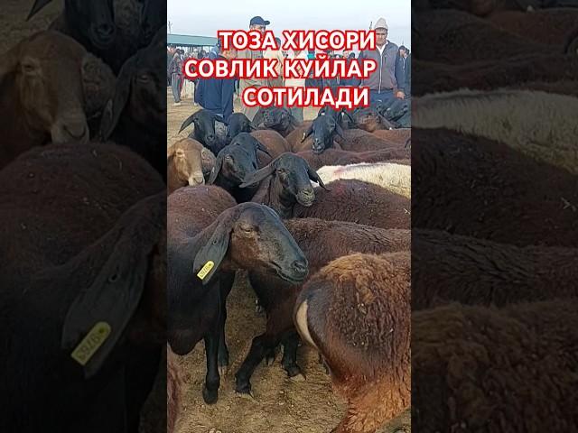 ТОЗА ХИСОРИ СОВЛИК КУЙЛАР СОТИЛАДИ