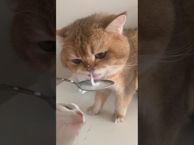 Mehul ShaRma x Cat Drinking Milk - REMIX  #shorts #music #remix #cat #catdrinkingmilk #numnumcat
