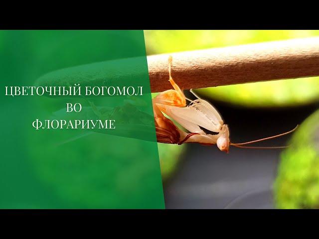 Цветочный богомол во флорариуме