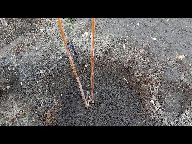 How to Transplant Raspberries in the Spring to a New Location