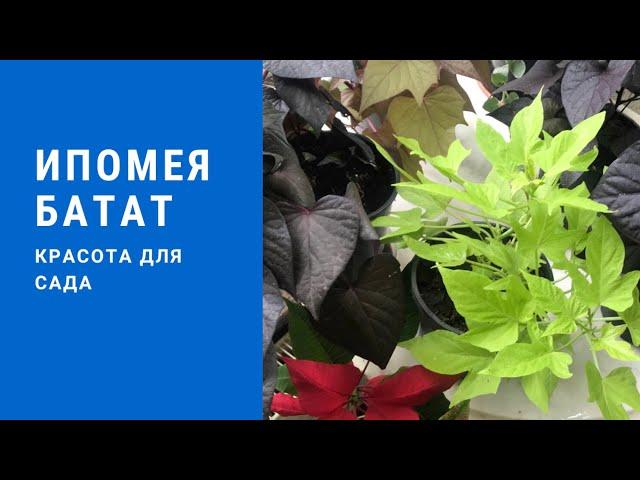 Ipomoea batatas//Ипомея батат - красота для сада