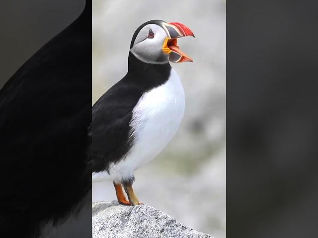 Atlantic Puffin  #birds #nest #shorts