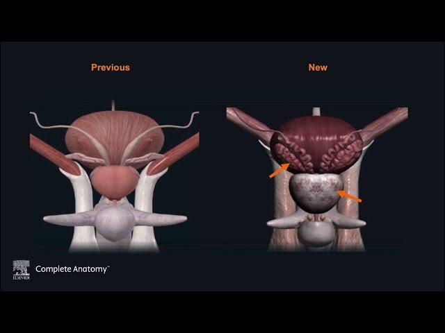 Male Pelvis: How it started vs. How it’s going | Complete Anatomy