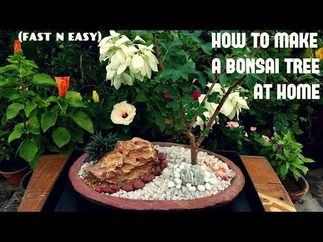 How to Make a Bonsai at Home (FAST N EASY)