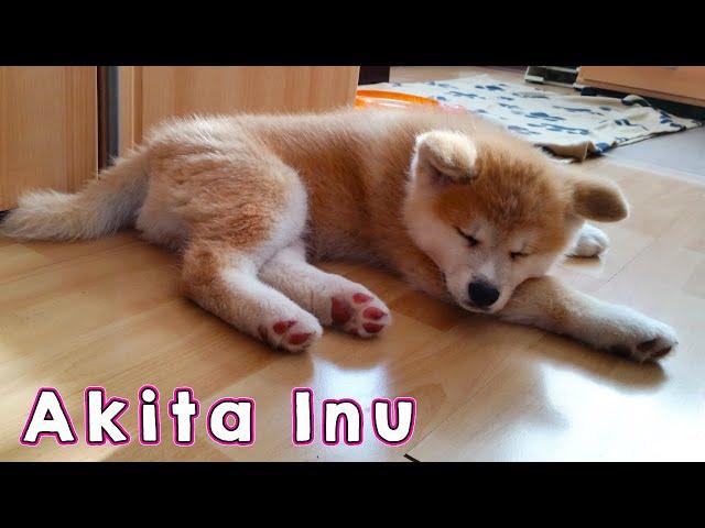 AKITA INU - The Life Of A Japanese Akita Puppy | 秋田犬