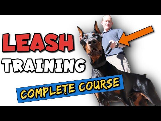 How to Leash Train a Doberman the RIGHT Way