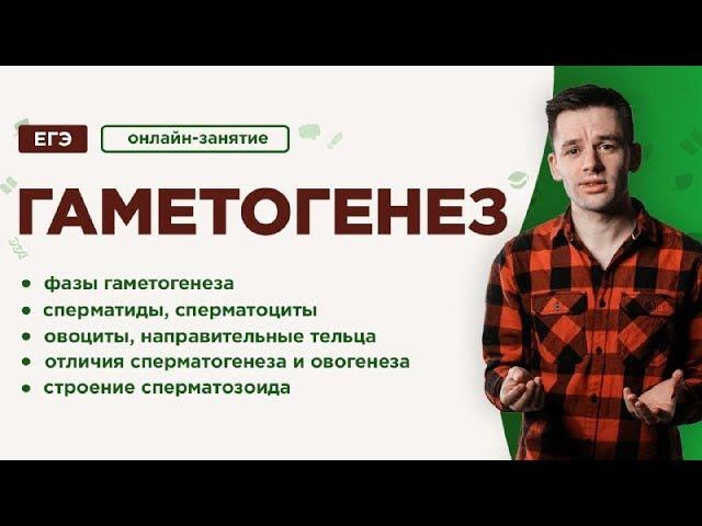 Гаметогенез | ЕГЭ Биология | Даниил Дарвин