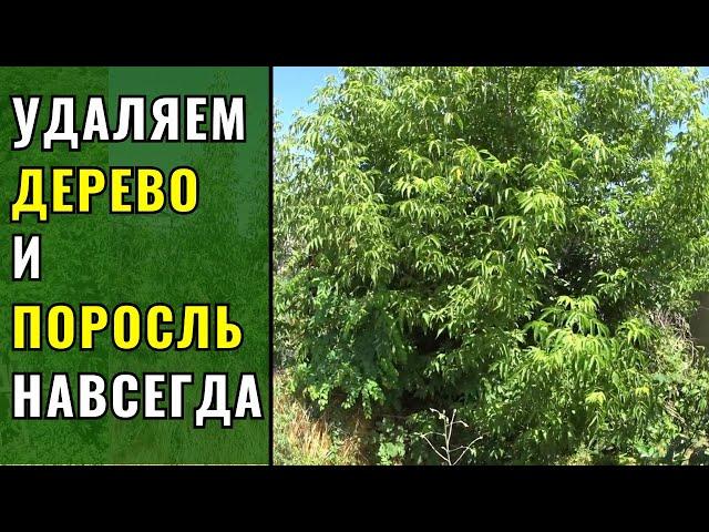 Как удалить дерево и поросль - НАВСЕГДА!!!