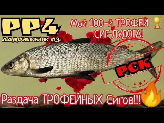 РР4. Раздача Трофейных Сигов на Ладожском Озере! мой 100-й трофей Сиг-Лудога!